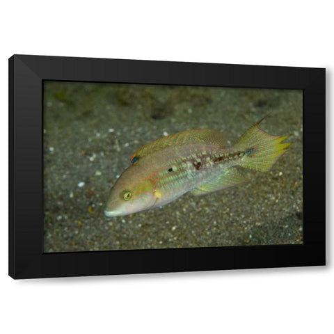 Indonesia, Sulawesi Island Parrotfish swimming Black Modern Wood Framed Art Print with Double Matting by Shimlock, Jones