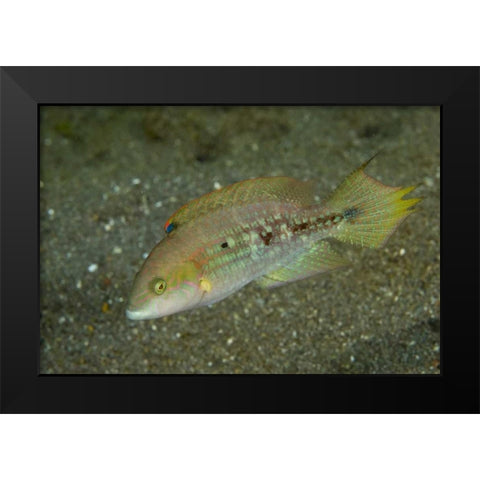 Indonesia, Sulawesi Island Parrotfish swimming Black Modern Wood Framed Art Print by Shimlock, Jones