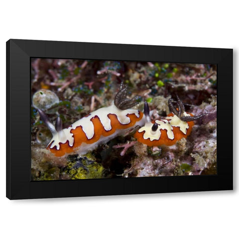 Indonesia, Lembeh Straits Two nudibranch feeding Black Modern Wood Framed Art Print with Double Matting by Shimlock, Jones
