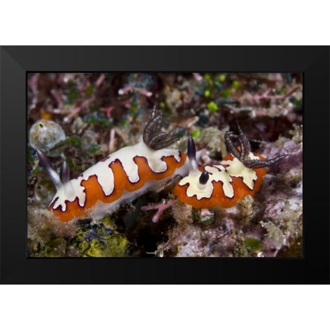Indonesia, Lembeh Straits Two nudibranch feeding Black Modern Wood Framed Art Print by Shimlock, Jones