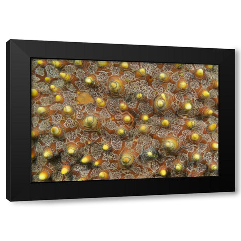 Indonesia, Lembeh Straits Tiny brittle stars Black Modern Wood Framed Art Print by Shimlock, Jones