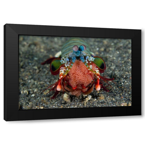 Indonesia Female Mantis shrimp with eggs Black Modern Wood Framed Art Print with Double Matting by Shimlock, Jones