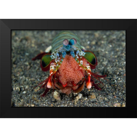 Indonesia Female Mantis shrimp with eggs Black Modern Wood Framed Art Print by Shimlock, Jones