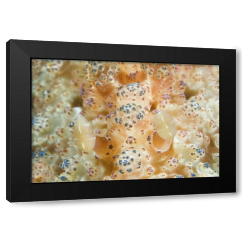 Indonesia, Sulawesi Isl Two nudibranch on coral Black Modern Wood Framed Art Print by Shimlock, Jones