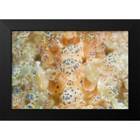 Indonesia, Sulawesi Isl Two nudibranch on coral Black Modern Wood Framed Art Print by Shimlock, Jones