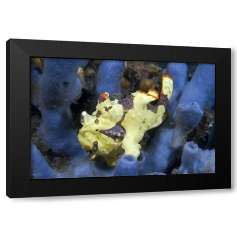 Indonesia, Lembeh Straits Anglerfish awaits prey Black Modern Wood Framed Art Print by Shimlock, Jones