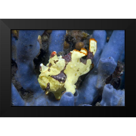 Indonesia, Lembeh Straits Anglerfish awaits prey Black Modern Wood Framed Art Print by Shimlock, Jones