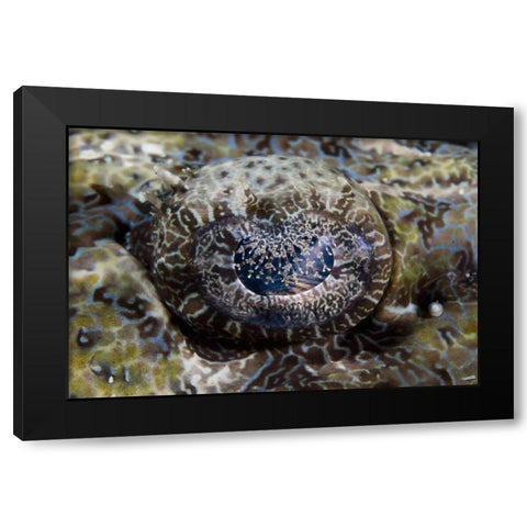 Indonesia, Lembeh Straits Eye of a crocodilefish Black Modern Wood Framed Art Print by Shimlock, Jones