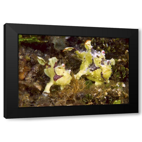 Indonesia, Lembeh Straits Anglerfish await prey Black Modern Wood Framed Art Print by Shimlock, Jones
