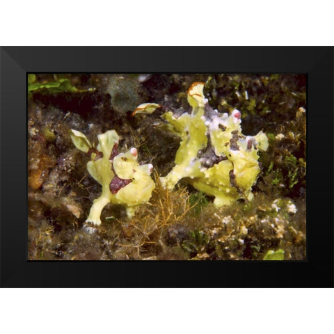 Indonesia, Lembeh Straits Anglerfish await prey Black Modern Wood Framed Art Print by Shimlock, Jones