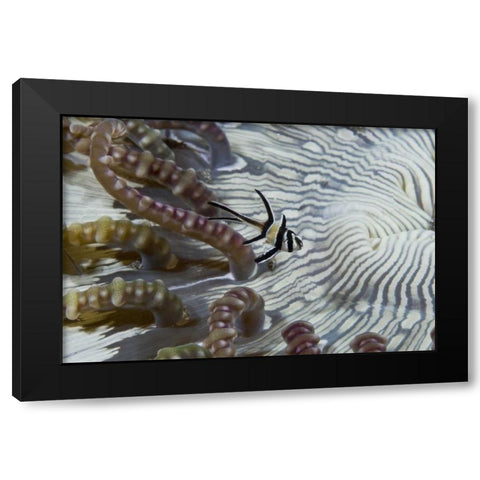 Indonesia, A banggi cardinalfish by sea anemone Black Modern Wood Framed Art Print with Double Matting by Shimlock, Jones