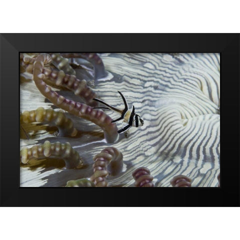 Indonesia, A banggi cardinalfish by sea anemone Black Modern Wood Framed Art Print by Shimlock, Jones