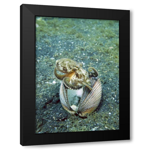 Indonesia, Lembeh Straits Octopus with a shell Black Modern Wood Framed Art Print by Shimlock, Jones