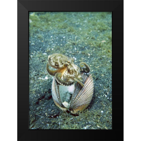Indonesia, Lembeh Straits Octopus with a shell Black Modern Wood Framed Art Print by Shimlock, Jones