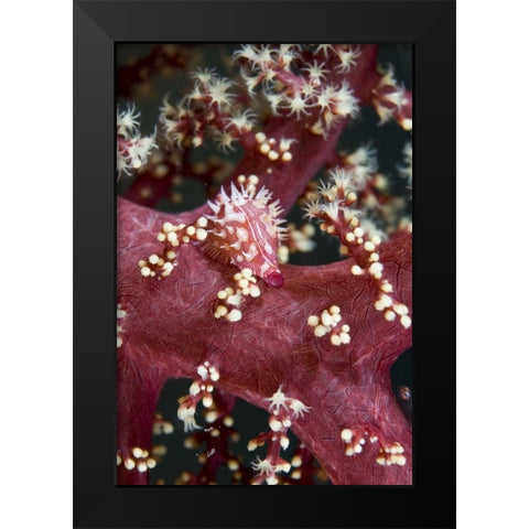 Indonesia, An allied cowry mollusk varies color Black Modern Wood Framed Art Print by Shimlock, Jones