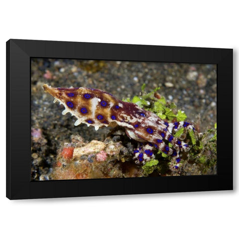 Indonesia, Lembeh Straits Blue- ring octopus Black Modern Wood Framed Art Print with Double Matting by Shimlock, Jones