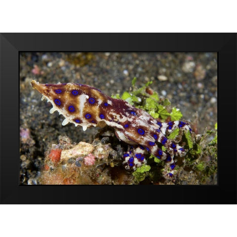 Indonesia, Lembeh Straits Blue- ring octopus Black Modern Wood Framed Art Print by Shimlock, Jones