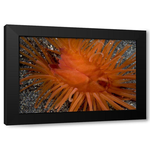 Indonesia, Sulawesi Island A bivalve clam shell Black Modern Wood Framed Art Print by Shimlock, Jones