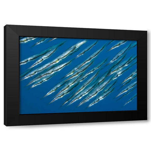 Indonesia, Sulawesi Isl, Manado Pipefish Black Modern Wood Framed Art Print by Shimlock, Jones