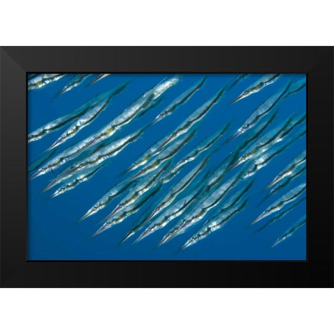 Indonesia, Sulawesi Isl, Manado Pipefish Black Modern Wood Framed Art Print by Shimlock, Jones