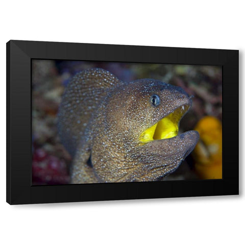 Indonesia, Reta Island A moray eels head Black Modern Wood Framed Art Print with Double Matting by Shimlock, Jones
