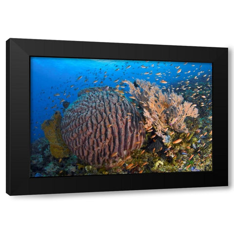 Indonesia, Pantar Island Black Modern Wood Framed Art Print by Shimlock, Jones