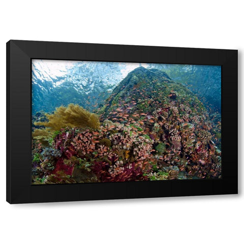 Indonesia, Pantar Island Anthia fish and reef Black Modern Wood Framed Art Print by Shimlock, Jones