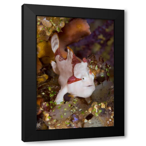 Indonesia, Pantar Island Anglerfish on reef Black Modern Wood Framed Art Print with Double Matting by Shimlock, Jones