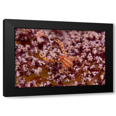 Indonesia, Pantar Island  Small crab on coral Black Modern Wood Framed Art Print by Shimlock, Jones