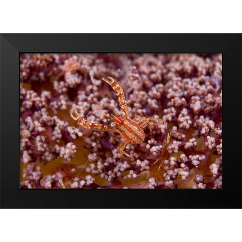 Indonesia, Pantar Island  Small crab on coral Black Modern Wood Framed Art Print by Shimlock, Jones