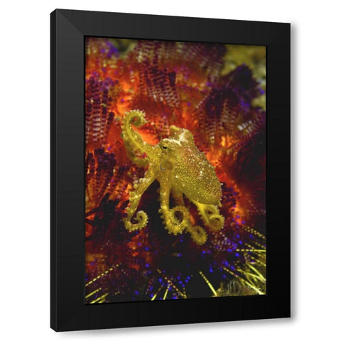 Indonesia, Pantar Island Small yellow octopus Black Modern Wood Framed Art Print with Double Matting by Shimlock, Jones
