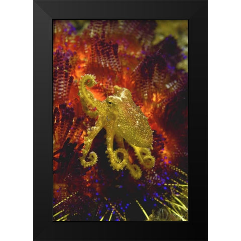 Indonesia, Pantar Island Small yellow octopus Black Modern Wood Framed Art Print by Shimlock, Jones