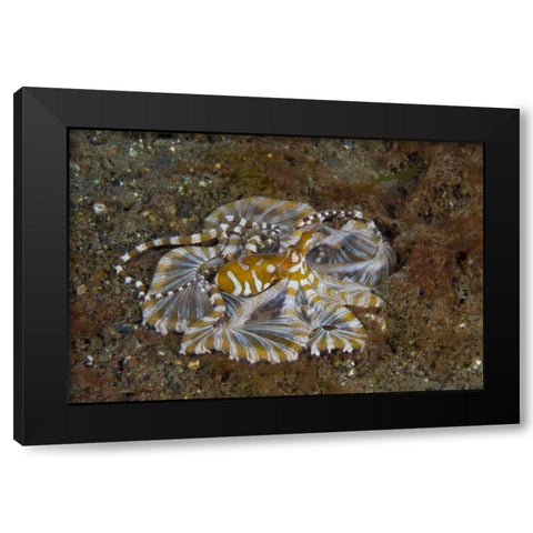 Indonesia, Pantar Island Long-arm octopus Black Modern Wood Framed Art Print by Shimlock, Jones