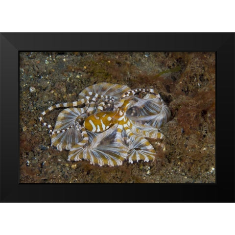 Indonesia, Pantar Island Long-arm octopus Black Modern Wood Framed Art Print by Shimlock, Jones