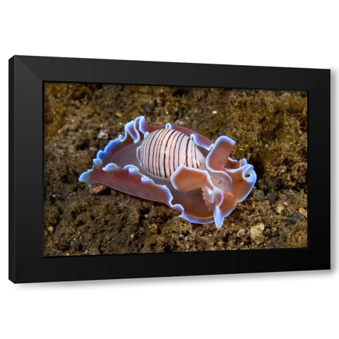 Indonesia, Pantar Isl Nocturnal mollusk in ocean Black Modern Wood Framed Art Print by Shimlock, Jones