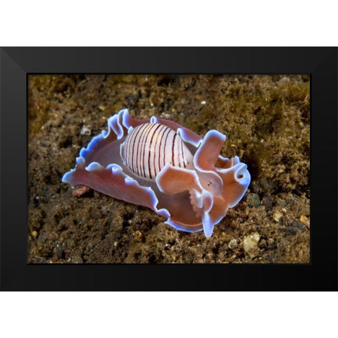 Indonesia, Pantar Isl Nocturnal mollusk in ocean Black Modern Wood Framed Art Print by Shimlock, Jones