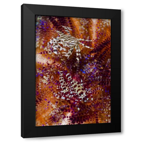 Indonesia, Adonara Isl Invertebrates and urchins Black Modern Wood Framed Art Print with Double Matting by Shimlock, Jones