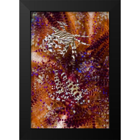 Indonesia, Adonara Isl Invertebrates and urchins Black Modern Wood Framed Art Print by Shimlock, Jones