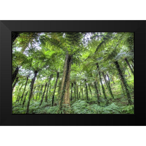 Indonesia, Bali View of vegetation in a Garden Black Modern Wood Framed Art Print by Shimlock, Jones