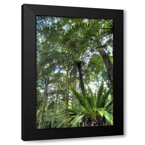 Indonesia, Bali View of vegetation in a Garden Black Modern Wood Framed Art Print with Double Matting by Shimlock, Jones