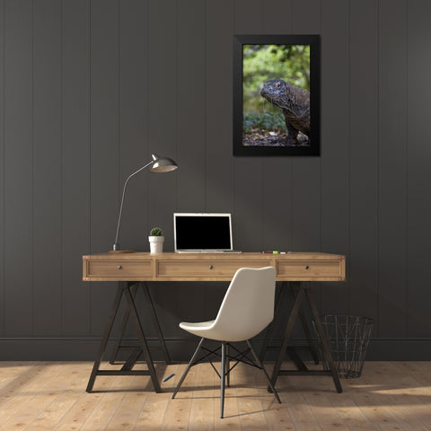 Close-up of Komodo dragon, Komodo NP, Indonesia Black Modern Wood Framed Art Print by Shimlock, Jones