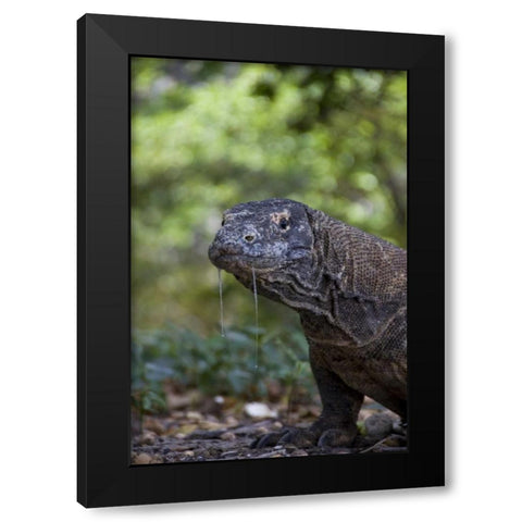 Close-up of Komodo dragon, Komodo NP, Indonesia Black Modern Wood Framed Art Print with Double Matting by Shimlock, Jones