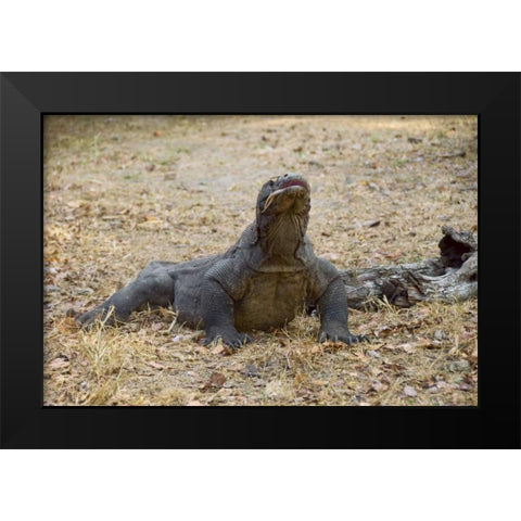 Close-up of Komodo dragon, Komodo NP, Indonesia Black Modern Wood Framed Art Print by Shimlock, Jones