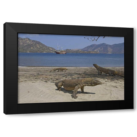 Komodo dragons on beach, Komodo NP, Indonesia Black Modern Wood Framed Art Print with Double Matting by Shimlock, Jones