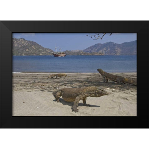 Komodo dragons on beach, Komodo NP, Indonesia Black Modern Wood Framed Art Print by Shimlock, Jones