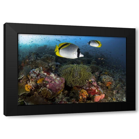 Indonesia, Komodo NP Lined butterflyfish Black Modern Wood Framed Art Print by Shimlock, Jones