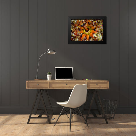 Indonesia, Komodo NP Sea cucumber feeding Black Modern Wood Framed Art Print by Shimlock, Jones