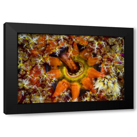 Indonesia, Komodo NP Sea cucumber feeding Black Modern Wood Framed Art Print with Double Matting by Shimlock, Jones