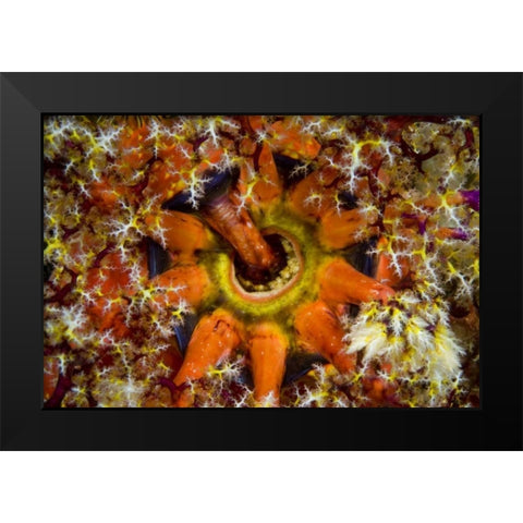 Indonesia, Komodo NP Sea cucumber feeding Black Modern Wood Framed Art Print by Shimlock, Jones