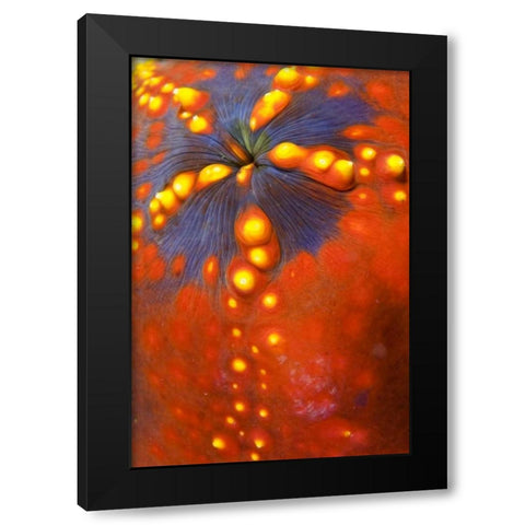 Indonesia, Komodo NP Sea cucumber variety Black Modern Wood Framed Art Print with Double Matting by Shimlock, Jones